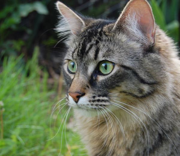 /Images/uploads/Humane Society of Utah/HSUCalendar/entries/1003thumb.jpg